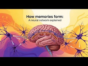 How Memories Form: A Neural Network Explained—Deep Scientific Facts