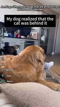 Funniest Dogs Compilation 🤣🐶 | I Laughed WAY Too Hard #shorts