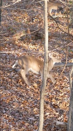Longbow Deer Hunting! #hunting #longbow #tradbow #longbowhunting #deer #deerhunting