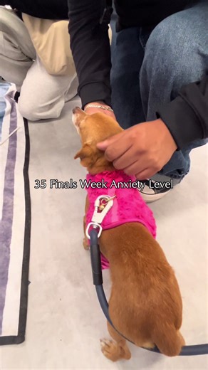 The best kind of stress relief 🐶✨ #UCR #UCRiverside #StudentLife #CollegeCampus #StressRelief