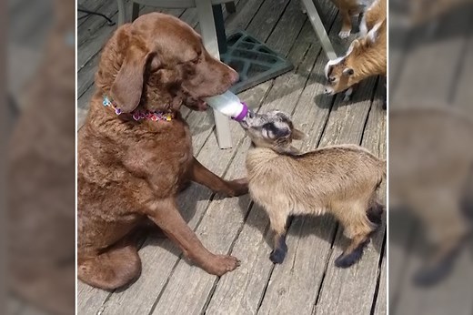 Dog feeding baby goat is not ‘kidding’ around