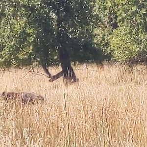 2.3K views · 147 reactions | Did you know that black bears are one...