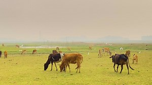 A herd of cows is grazing in an open field, with flocks of birds flying overhead in daytime | Premium Stock Video Footage