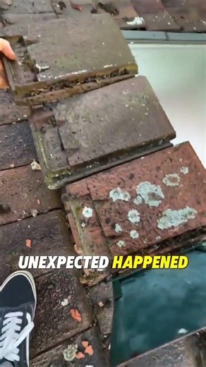 Dumb ass kitty😭✌🏼💔