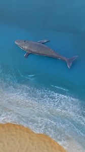 Why_Whale_Blast__#3danimation_#shorts #MAHI FACTS #facts #highlight #reels #hilights #Amazing | Mahi Facts