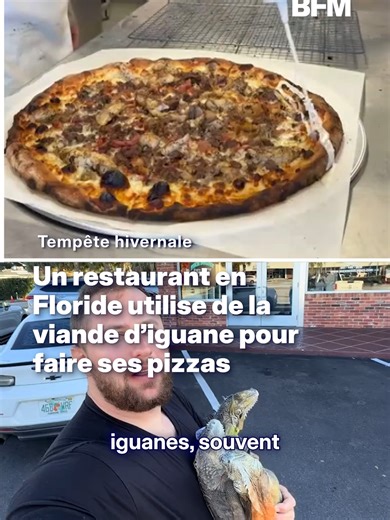 Pizza à la viande d'iguane en Floride