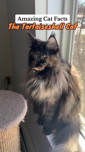 Did you know these fun cat facts about the beautiful and sassy Tortoiseshell Cat 😸 #cat #tortiesoftiktok #catsoftiktok #catfacts #tortietude #mainecoonsoftiktok #kitten #funnycats #petsoftiktok #fypp Cat facts you didn’t know Cat facts and tips Cat facts behavior Cat facts Tortie cat behavior Tortie cat facts Tortie calico mix Tortie cat name Tortie cats Tortie cats of tiktok Tortie cat spiritual meaning Tortie cat aesthetic Tortie cat kittens Tortie cat personality