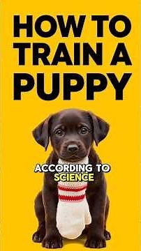 HOW to TRAIN A PUPPY 101 FOR BEGINNERS 🐾 Top Training Tips & Dog Behavior Strategies for Puppies!