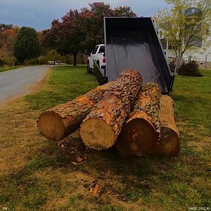 I Searched for 2 YEARS for This Wood | Out of the Woods Forestry