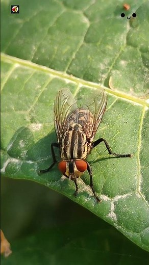 Housefly Sound - Buzzing Fly 🖤❤️