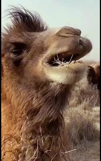 AnimalTimeTikTok on TikTok