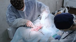 Veterinarian Surgeon Performs Operation Remove Internal Stock Footage Video (100% Royalty-free) 1105830687 | Shutterstock