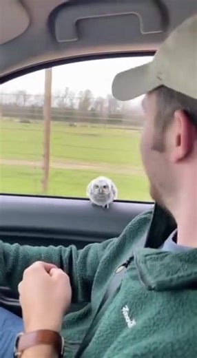 Owl has the cutest baby! | Peek News