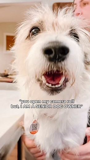 190 reactions · 8 comments | We are obsessed and not ashamed to show it. #findyourhappy | Happy's Place- Retirement Home for Dogs | Facebook