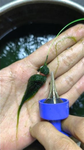 How to install moss bait so that it is strong and doesn't come off easily#fishing #tutorial #angler