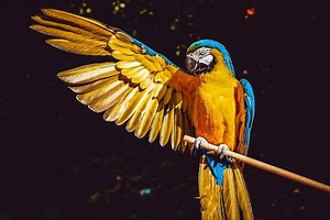 10 Amazing Facts About Parrots: Spiritual Meaning & Symbolism