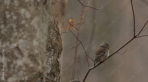 Eurasian Pygmy Owl, Glaucidium passerinum, sitting on the branch, bird in the nature forest habitat. Eurasian Pygmy Ow with typical sound. Eurasian Pygmy Owl in the nature. Eurasian Pygmy Owl.