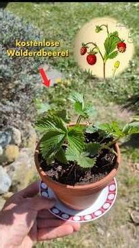 die beste (kostenlose!) Pflanze für Balkon& Garten!