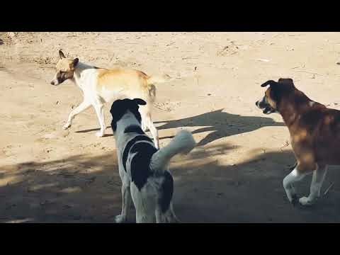 Dog Mating Process in the UK What Every Owner Should Know