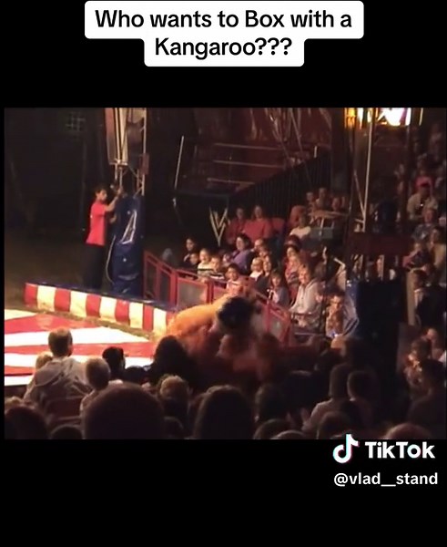 Crazy Boxing Kangaroo!! #circus #boxing #kangaroo #fight #punch #laugh #crazy #funny #australia #animal #fightingkangaroo #joke #comedy