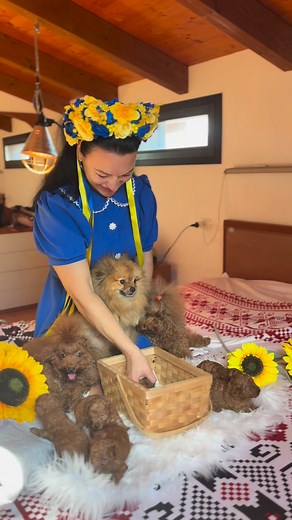 💙💛O mămică de #Pomeranian și două mămici de #PoodleToy campioane a 2 țări ,fiecare purtând în privire blândețea și mândria maternității 🐾💫În dreapta și stânga – liniile fine ale Poodle-ilor 🇷🇺🇷🇸tata Ucraina 🇺🇦 #campionjuniorromania 🇷🇴iar în mijloc, pentru prima dată mamă, frumoasa Lucy, Pomeranian arbitrat, cu puișorii săi născuți tot din sânge ucrainean 🇺🇦Danyelens Sir William #campionjuniorromania🇷🇴Asa cum eu port în suflet dublă cetățenie tot așa și acești pui poartă în ei o d