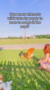 A Smarter Dog Starts Here! Positive, science-backed training for all breeds. Learn More : https://en-braintrainingfordog.com/ | We Dog Trainer