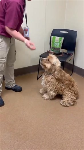 Welcome to Camp Cocker Rescue, Fozzie Bear! | Camp Cocker Rescue