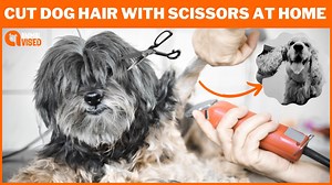 How to Cut Dog Hair With Scissors At Home ✂️ | 12 Simple Steps (With Scissors) | Animal Vised | Cut Your Dog's Hair At Home ✂️🐶 Description: Introduction: In this video, you will learn how to cut your dog's hair at home like a professional groomer. We will provide you with step-by-step instructions and tips to make the process easy and stress-free for both you and your furry friend. By the end of this video, you will have the confidence to groom your dog at home and save money on expensive groo