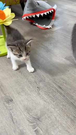 165K views · 10K reactions | ❤️Good morning from our sweet little foster kitten, Sprout. Sprout continues to do really well, as he practices walking. We love you, Sprout. #misspeggys #meow #cat #underdogpetrescue #weloveyou #bekindtoanimals #fosterkitten #youareloved #foster #spayandneuter #cerebellarhypoplasia | Miss Peggy’s Feline Maternity Palace & Kitten Orphanage | Facebook