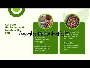 Feeding and Caring Techniques for Black Soldier Fly (BSF) Larvae: A Complete Guide for Maximum Yield