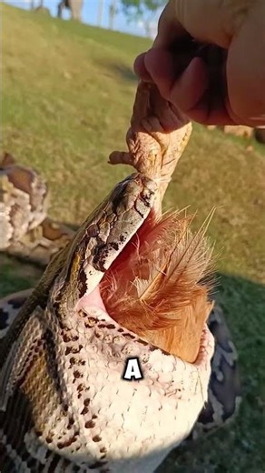 python attacks you in the wild #animalfacts #snacks #python #wildliferescue #venomouscreatures