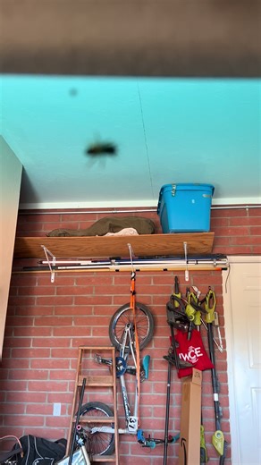 Bee tracking device 😑 #bee #trackingdevice #tucson