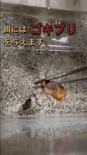 オニヤンマのヤゴの飼育始めました。#オニヤンマ #ヤゴ #生き餌#トンボ#昆虫