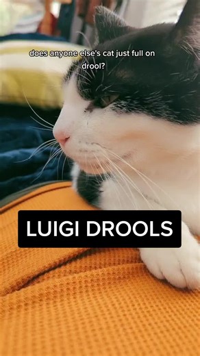 Adorable Cats Drooling Compilation