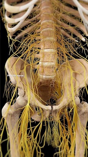 ⚡ The Femoral Nerve: Powering Your Thigh and Beyond ⚡
