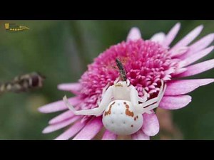 A Goldenrod Crab Spider Catches Hover fly Ischiodon sp
