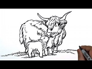 How to Sketch a Cute Highland Cow and Baby Calf. How to Draw a Highland Cow Family.
