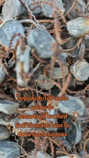 ไขข้อสงสัยให้ร้านเล็กแล้วนะจ๊ะ ของแท้อยู่ที่ไหนก็แท้ มันมีวิธีทดสอบไม่มะโน #พระรองกับกองขยะ #หม้อแปลงไฟฟ้า #มิเตอร์ไฟฟ้า #ตะกั่ว #เปิดการมองเห็น