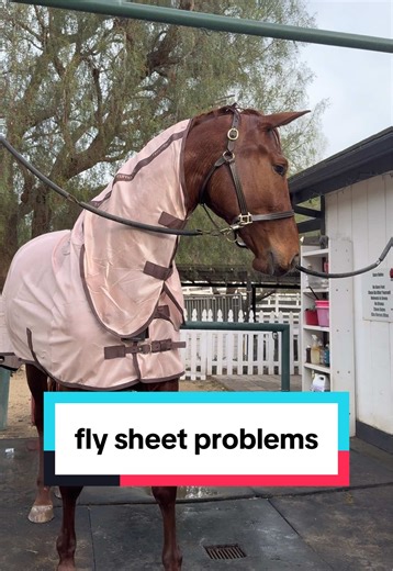 Finding Horse Sheets That Fit: Tips for Big Horses
