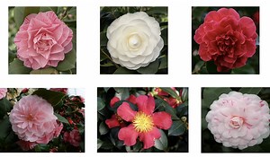 Plants That Survive & Thrive on the OBX - Dare County Center | N.C. Cooperative Extension