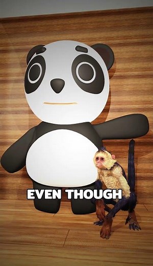 The Harlow's Monkey Experiment #facts