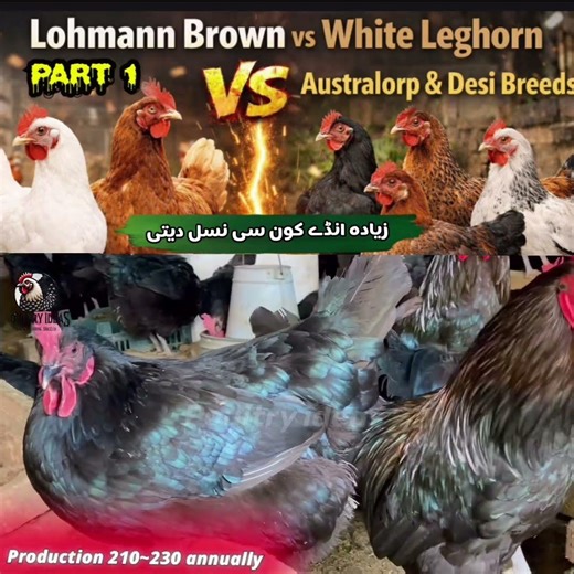 Black Australorp Chicken Complete Guide | Egg Laying, Hatchability & Body Weight #Australorp