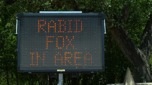 ‘Rabid’ fox bites hiker six times in rare fox attack