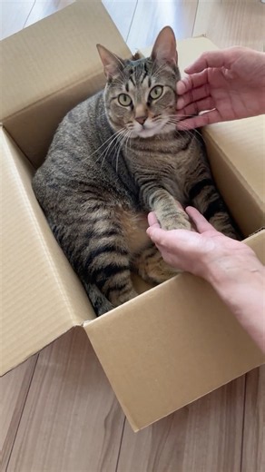 高速お手【2歳キジトラ猫まろん】