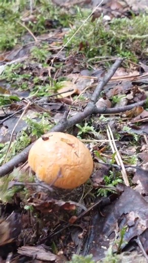 GRZYBOWY SEZON 2026 PO PRACY PRAWDZIWKOWY LAS ZACZYNA SWÓJ KONCERT #mushroom #grzybywnowejhucie