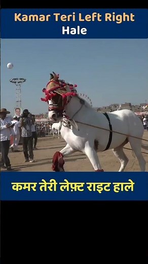 कमर तेरी लेफ्ट राइट हाले गाने पें घोडी ने लगाये ठुमके |Kamar teri left right hale|Left Right #shorts