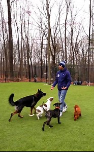 168K views · 3.4K reactions | The dogs nose provides their strongest...