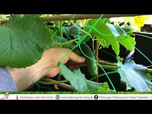 Balkongarten Rundgang 6 Juni 2018 ☀☀☀