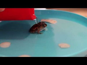 Frog Time Lapse