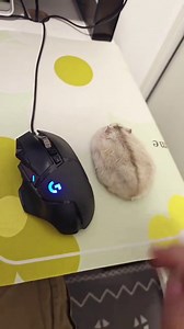 7.8K views · 15 reactions | The hamster is on a mission to become the cutest 'mouse' ever, and it's nailing it! Credit z2218209400 on Douyin #adorablepets #hamsterfun #CuteAsAMouse #hamstercosplay | Miss Panda | Facebook